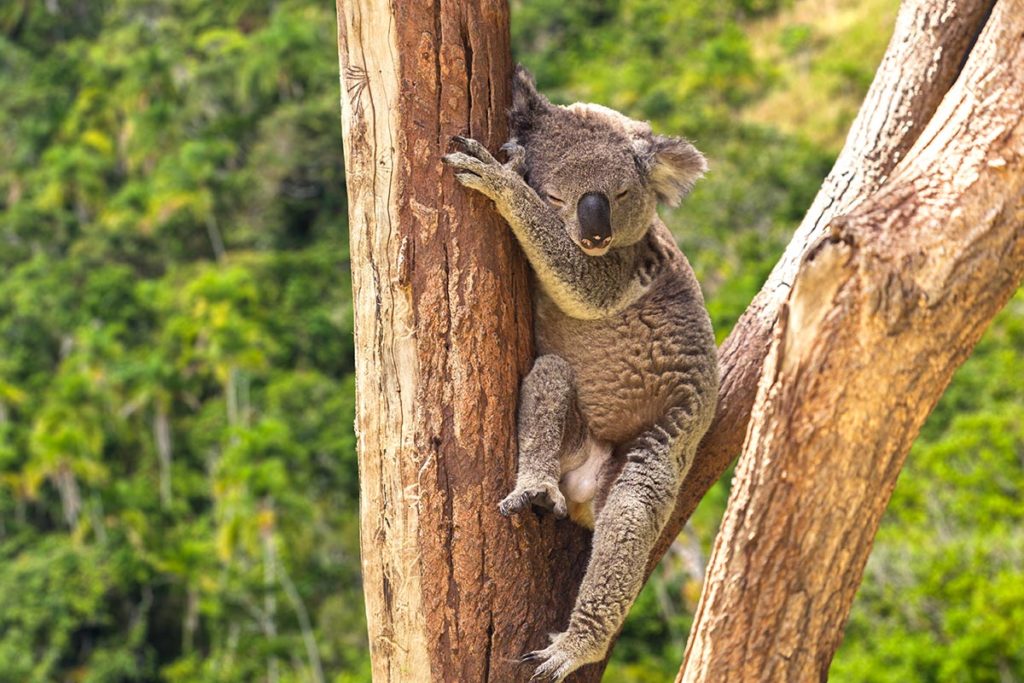 cairns-holiday-accommodation-1200-gal-11